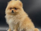 Femelle Spitz Pomeranien aux yeux bleus!