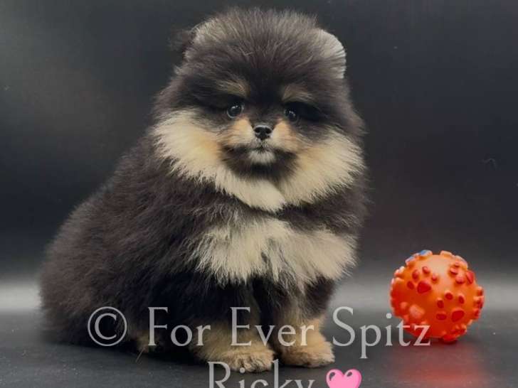 Femelle Spitz Pomeranien "LOF"