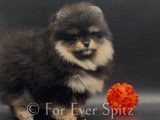 Femelle Spitz Pomeranien "LOF"