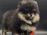 Femelle Spitz Pomeranien "LOF"