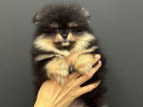 Femelle Spitz Pomeranien "LOF"