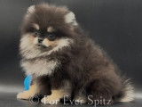 Femelle Spitz Pomeranien "LOF"