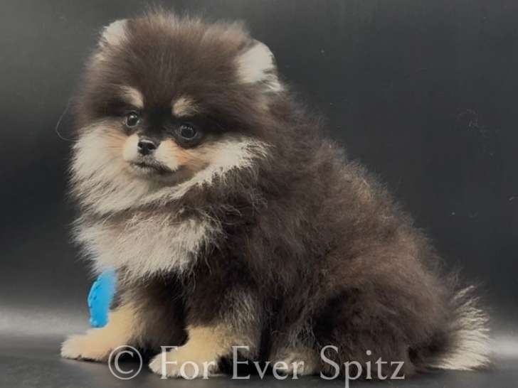 Femelle Spitz Pomeranien \