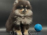 Femelle Spitz Pomeranien \