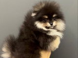 Femelle Spitz Pomeranien \