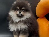 Femelle Spitz Pomeranien \