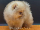 Chiots Spitz Pomeranien aux yeux clairs \