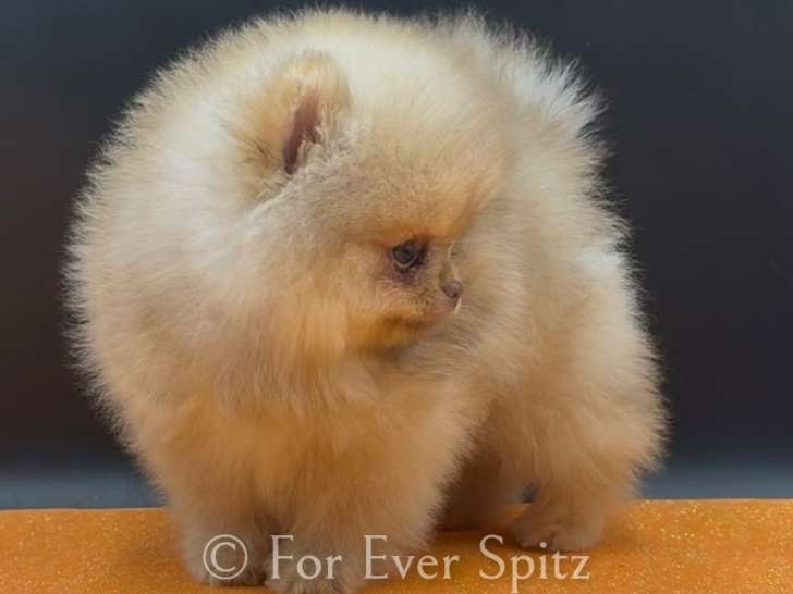 Chiots Spitz Pomeranien aux yeux clairs \