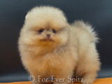 Chiots Spitz Pomeranien aux yeux clairs \