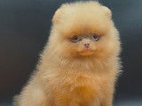 Chiots Spitz Pomeranien aux yeux clairs \