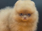 Chiots Spitz Pomeranien aux yeux clairs \