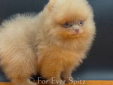 Chiots Spitz Pomeranien aux yeux clairs