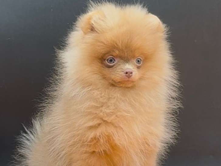 Chiots Spitz Pomeranien aux yeux clairs