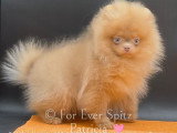 Chiots Spitz Pomeranien aux yeux clairs