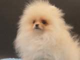 Chiots Spitz Nains Pomeraniens \