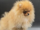 Chiots Spitz Nains Pomeraniens \