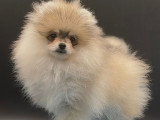Chiots Spitz Nains Pomeraniens \