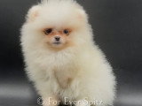 Chiots Spitz Nains Pomeraniens \