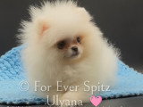 Chiots Spitz Nains Pomeraniens \