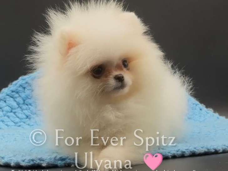 Chiots Spitz Nains Pomeraniens \