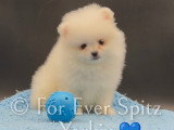 Chiots Spitz Nains Pomeraniens