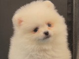 Chiots Spitz Nains Pomeraniens