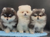 Chiots Spitz Nains Pomeraniens