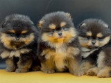 Chiots Spitz Nains Pomeraniens pure race