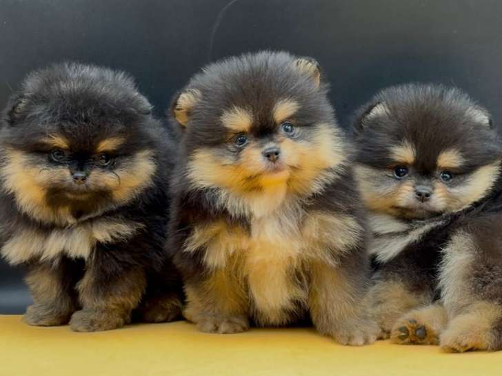 Chiots Spitz Nains Pomeraniens pure race