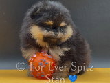 Chiots Spitz Nains Pomeraniens pure race