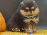 Chiots Spitz Nains Pomeraniens pure race