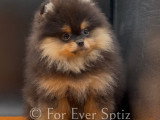 Chiot Spitz Nains Pomeraniens pure race
