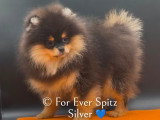 Chiot Spitz Nains Pomeraniens pure race