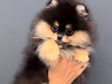 Chiot Spitz Nains Pomeraniens pure race