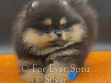 Chiot Spitz Nains Pomeraniens pure race