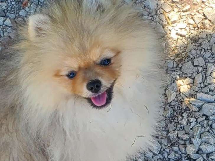 7 chiots Spitzs Nains Pomeranian disponibles à la vente (LOF)