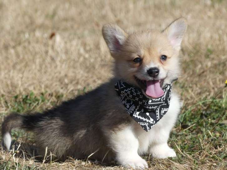 6 chiots Welsh Corgi Pembroke LOF à réserver