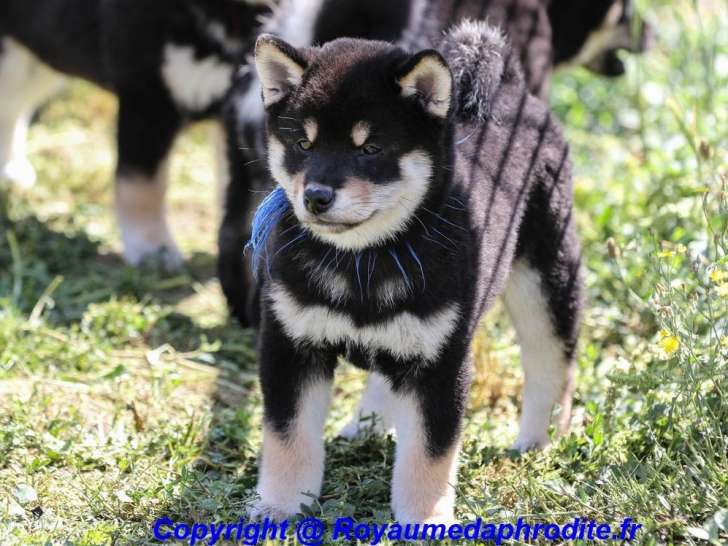 2 chiots mâles Shiba Inu LOF à vendre