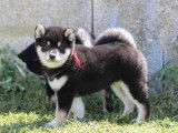 2 chiots mâles Shiba Inu LOF à vendre