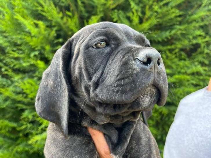 10 chiots Cane Corso LOF à vendre