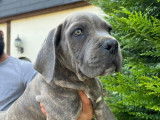 10 chiots Cane Corso LOF à vendre