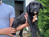 10 chiots Cane Corso LOF à vendre