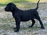 10 chiots Cane Corso LOF à vendre