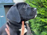 10 chiots Cane Corso LOF à vendre