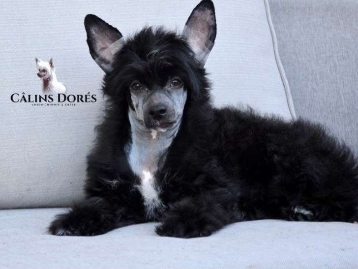 Un chiot mâle Chien Chinois à Crête disponible à l’achat (LOF)