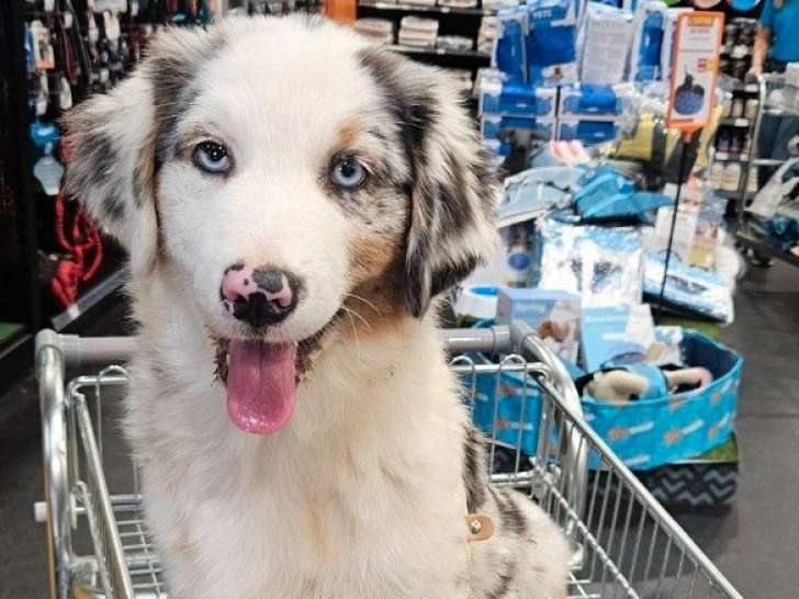 Un chiot mâle Berger Américain Miniature bleu merle LOF à vendre