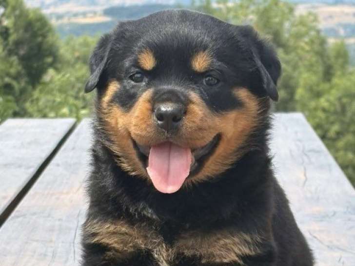 5 chiots Rottweilers LOF disponibles à la réservation