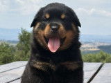5 chiots Rottweilers LOF disponibles à la réservation