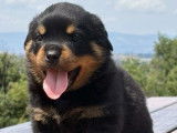 5 chiots Rottweilers LOF disponibles à la réservation