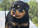 5 chiots Rottweilers LOF disponibles à la réservation